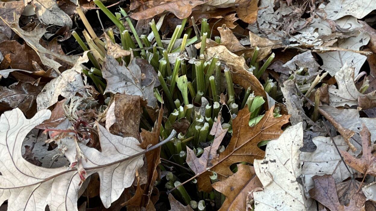 Don't pile leaf litter too high around perennials